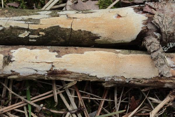 Corticiacea da determinare (Hyphodontia juniperi)