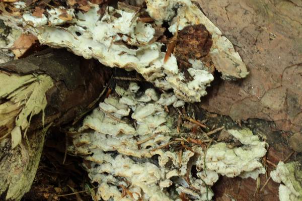 Oligoporus?? (Skeletocutis amorpha)