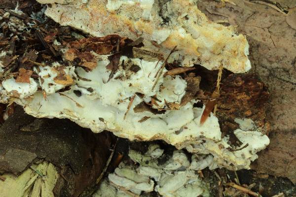 Oligoporus?? (Skeletocutis amorpha)