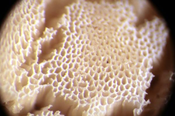 Oligoporus?? (Skeletocutis amorpha)