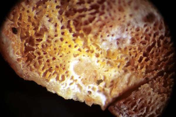 Oligoporus?? (Skeletocutis amorpha)