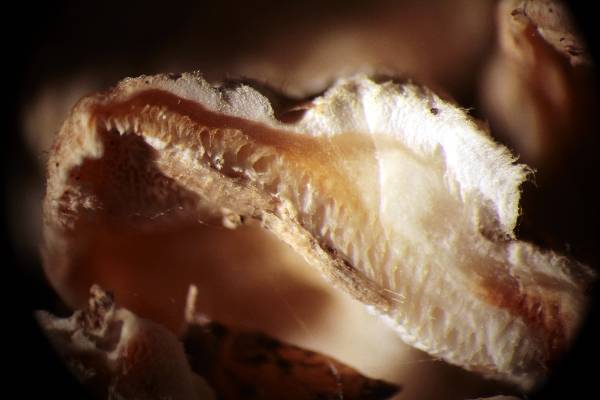 Oligoporus?? (Skeletocutis amorpha)