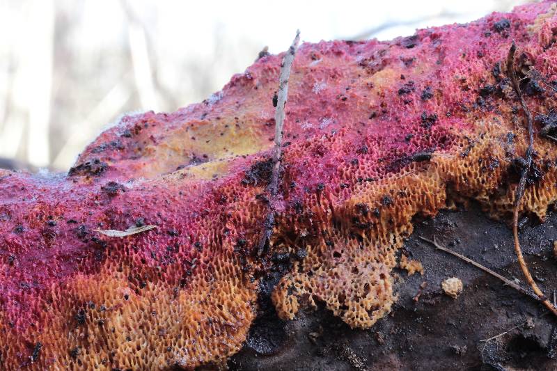 Ceriporia cf. purpurea (Ceriporia purpurea)
