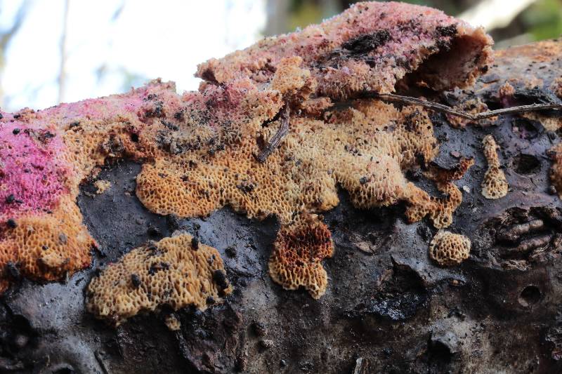 Ceriporia cf. purpurea (Ceriporia purpurea)