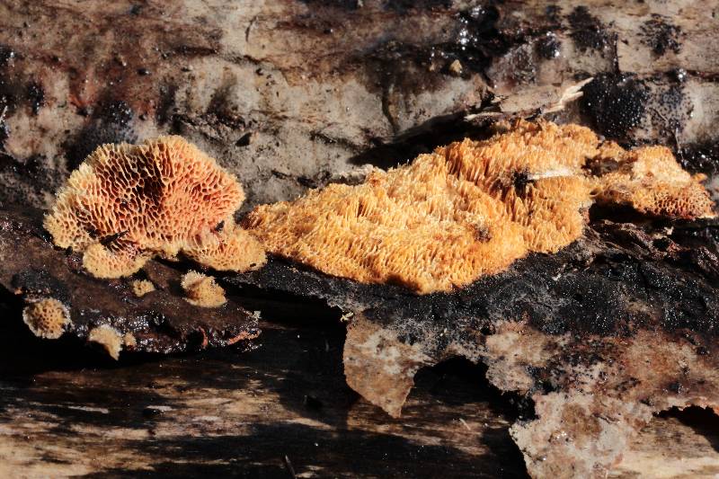 Ceriporia cf. purpurea (Ceriporia purpurea)
