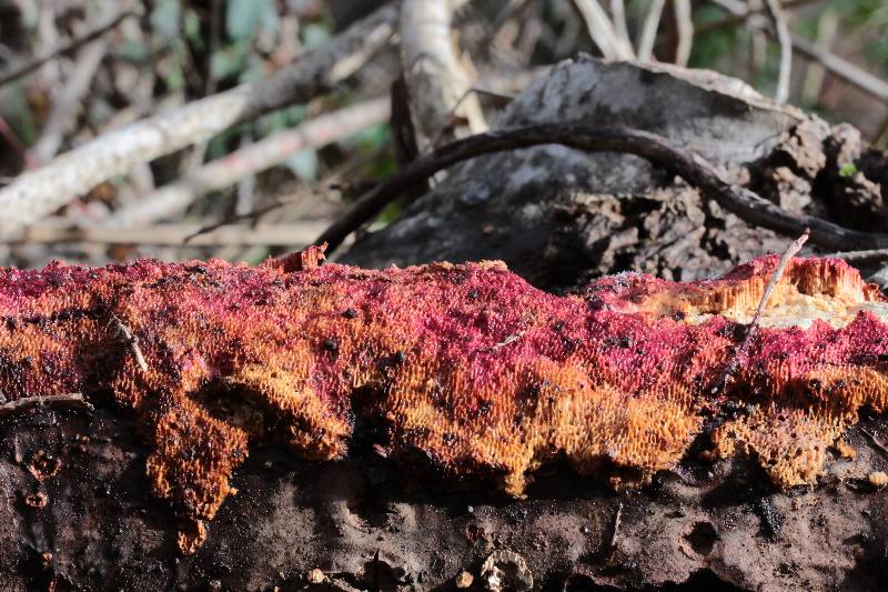 Ceriporia cf. purpurea (Ceriporia purpurea)