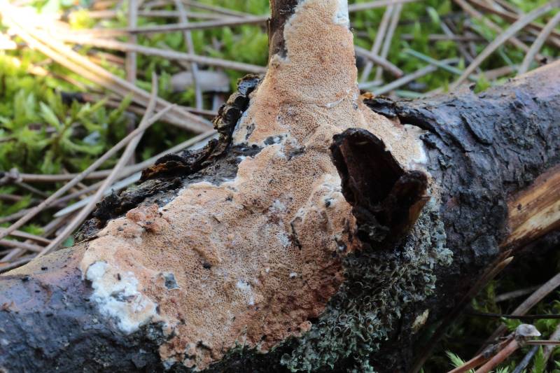 Phlebia tremellosa ? (Gloeoporus taxicola)