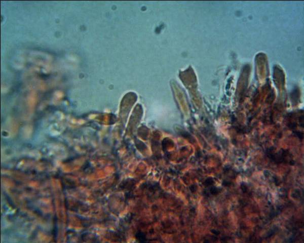 Oligoporus?? (Skeletocutis amorpha)