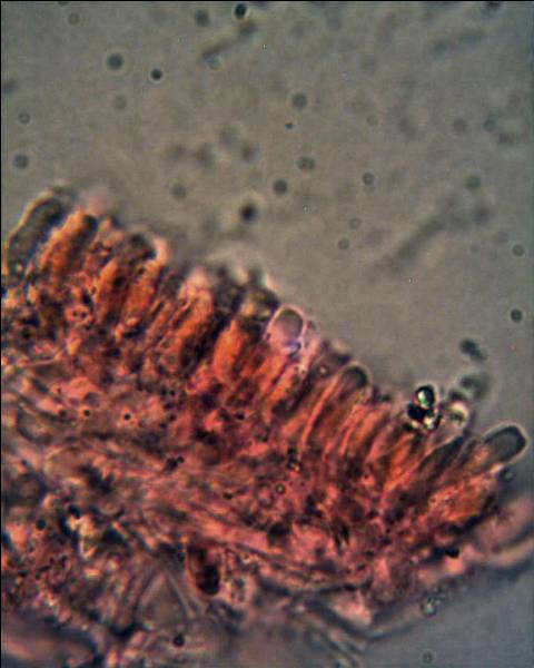 Oligoporus?? (Skeletocutis amorpha)