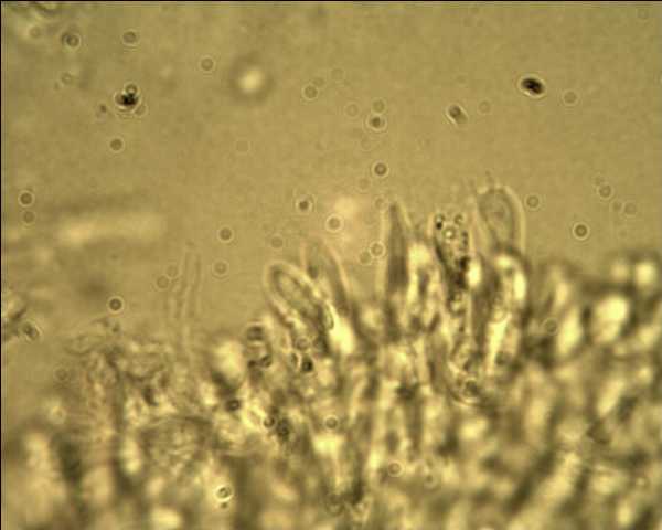 Steccherinum ochraceum ? (Steccherinum ochraceum)