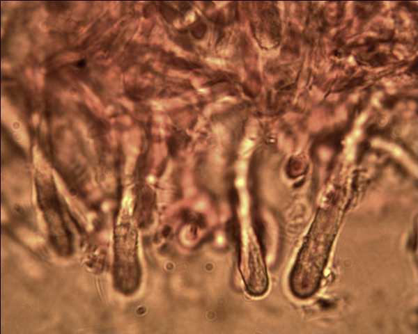 Steccherinum ochraceum ? (Steccherinum ochraceum)