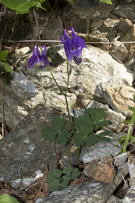 Aquilegia ophiolithica Barberis & E. Nardi