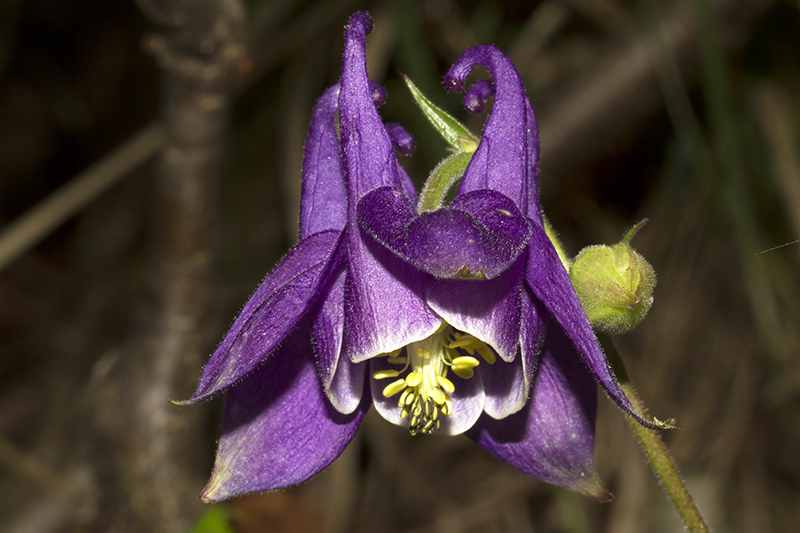 Aquilegia ophiolithica Barberis & E. Nardi
