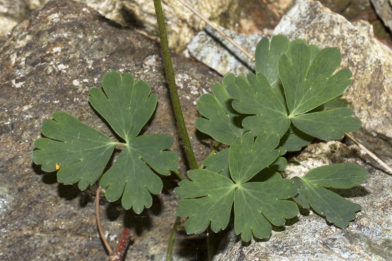Aquilegia ophiolithica Barberis & E. Nardi