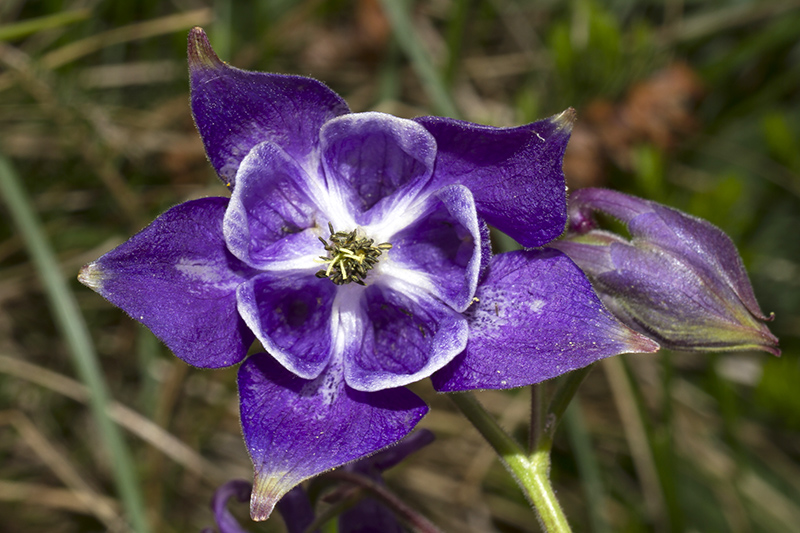 Aquilegia ophiolithica Barberis & E. Nardi