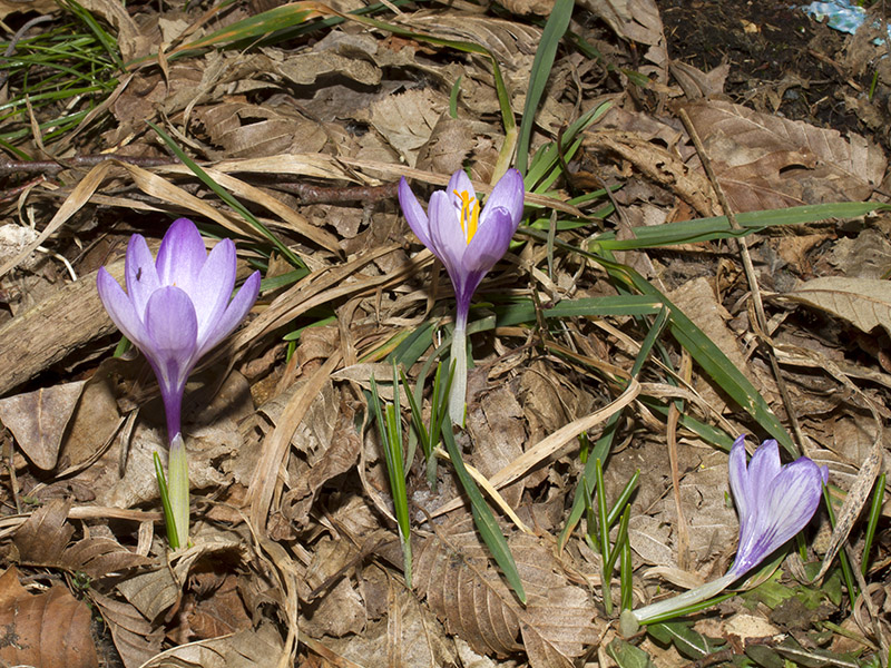 Crocus neglectus Peruzzi & Carta