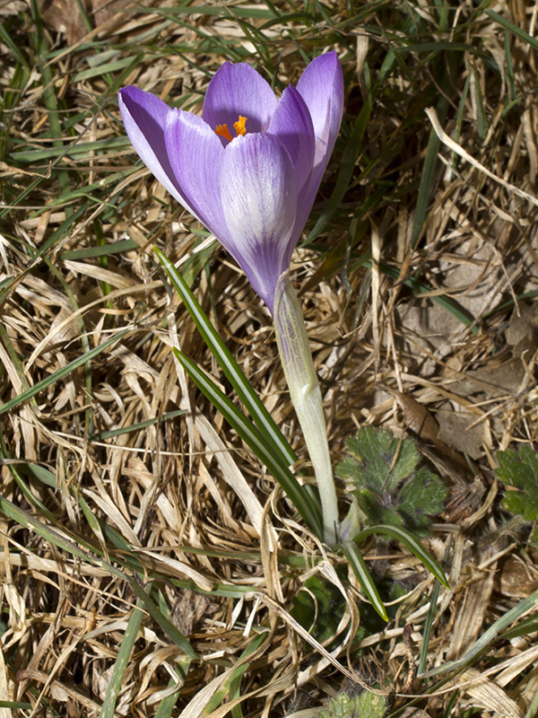 Crocus neglectus Peruzzi & Carta