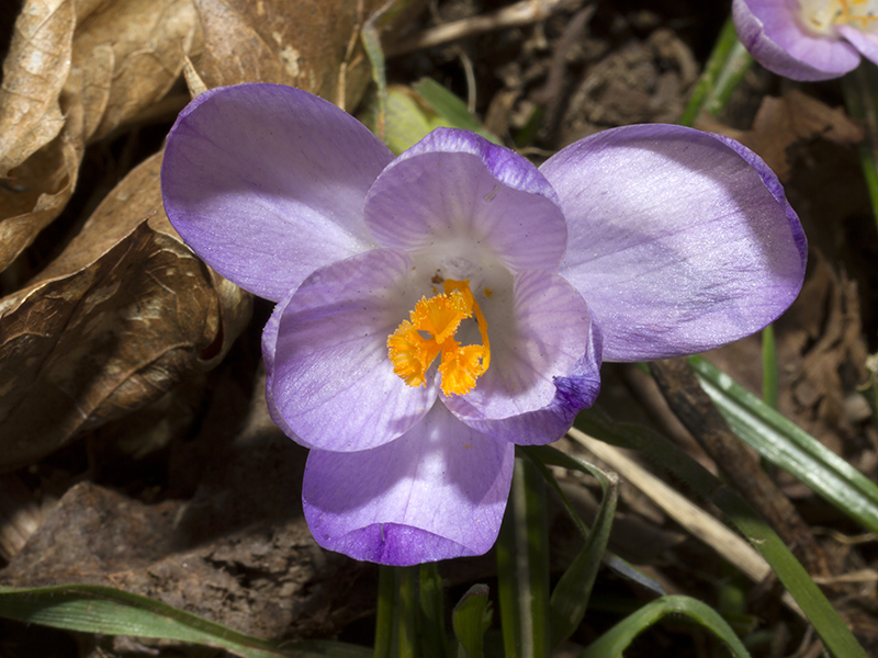 Crocus neglectus Peruzzi & Carta