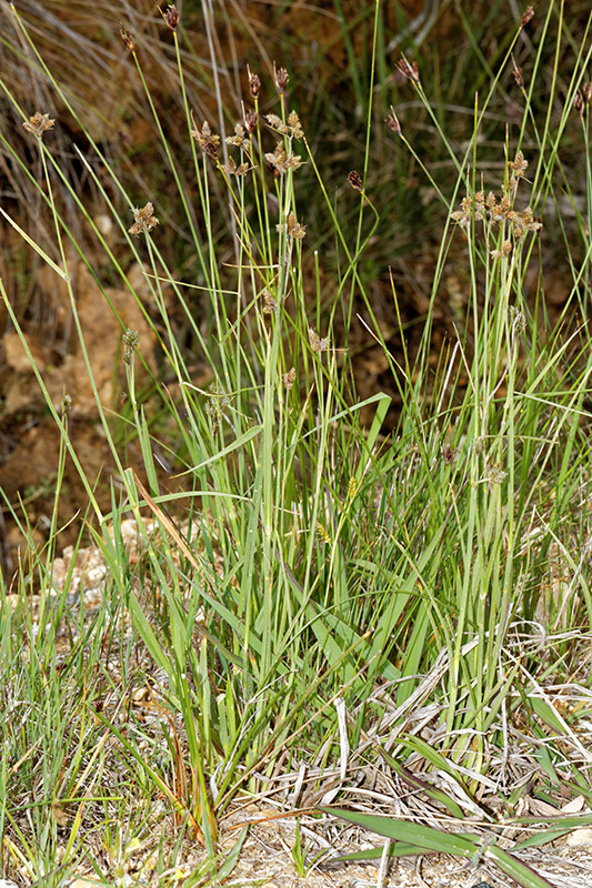 Fuirena pubescens / Lisca pubescente
