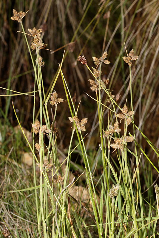 Fuirena pubescens / Lisca pubescente