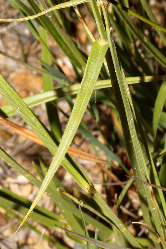 Fuirena pubescens / Lisca pubescente