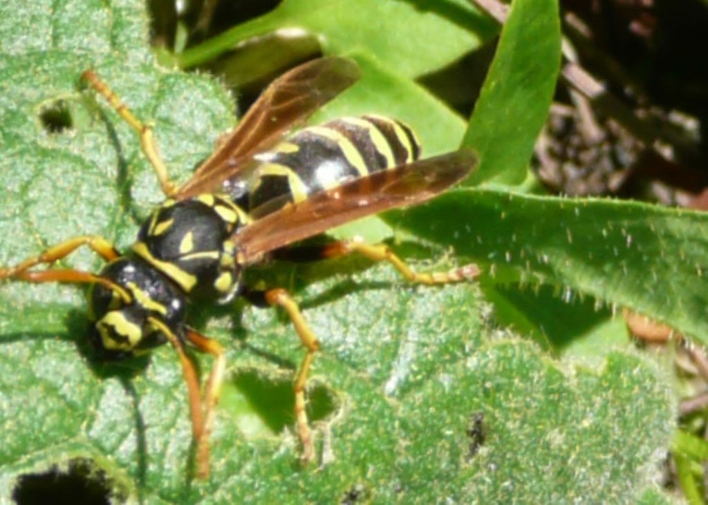 Vespula germanica?
