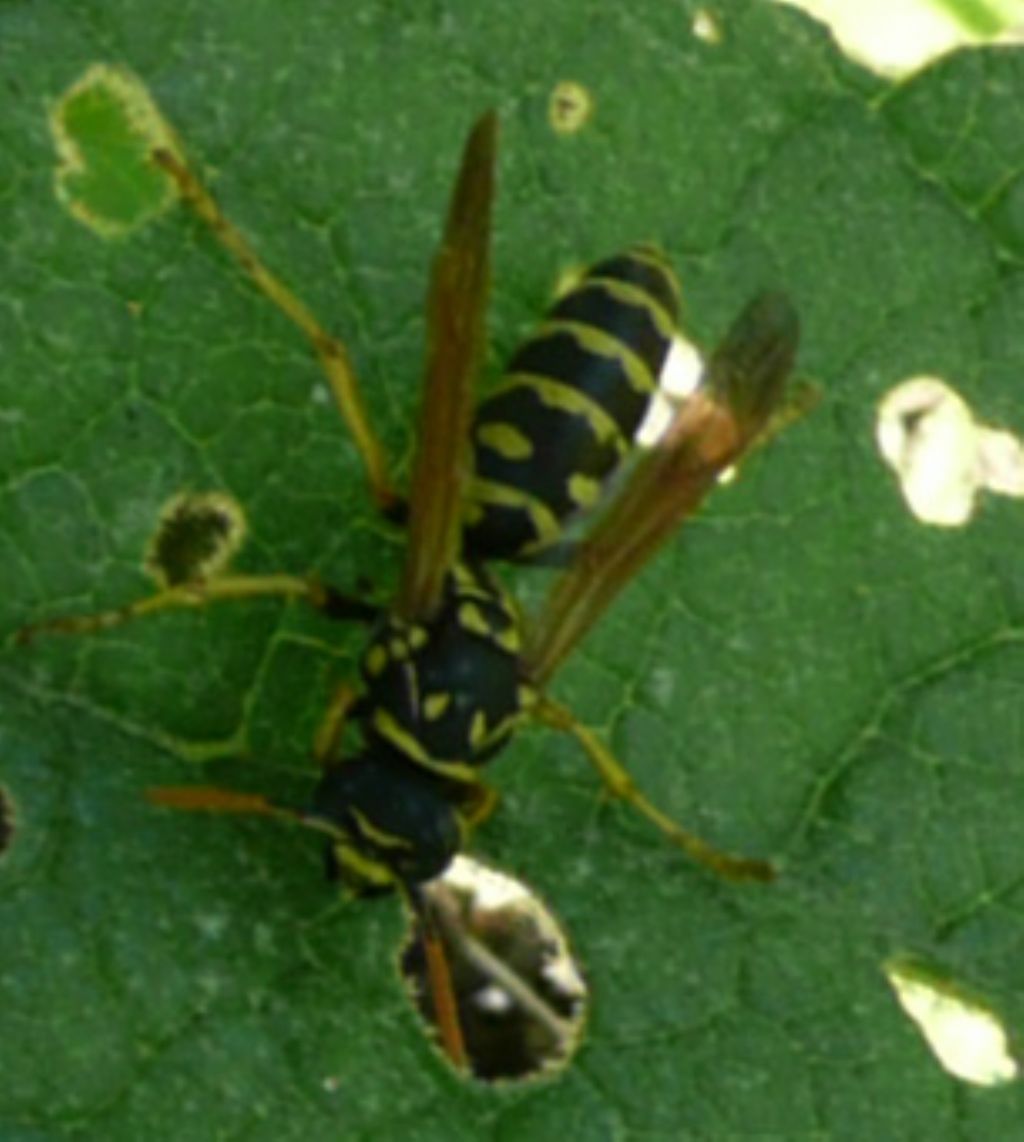 Vespula germanica?