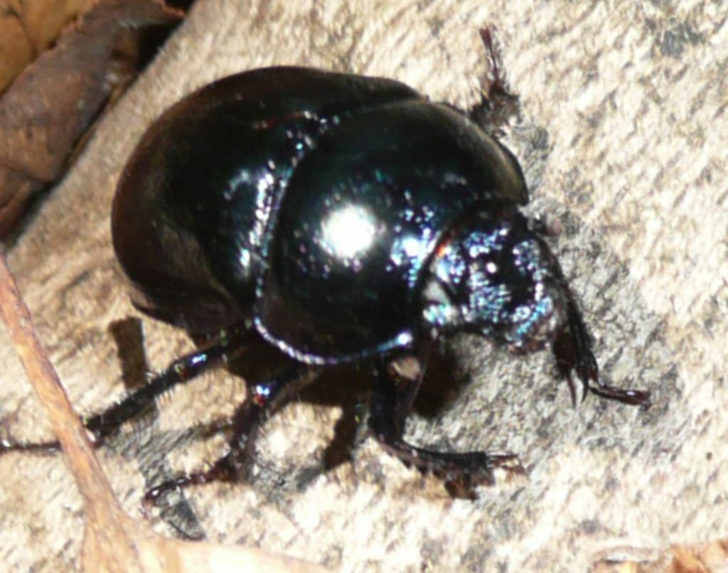 Timarcha tenebricosa?