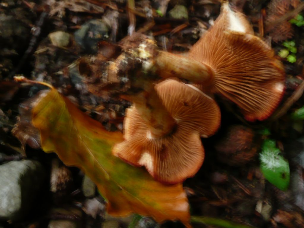 Cortinarius sp.
