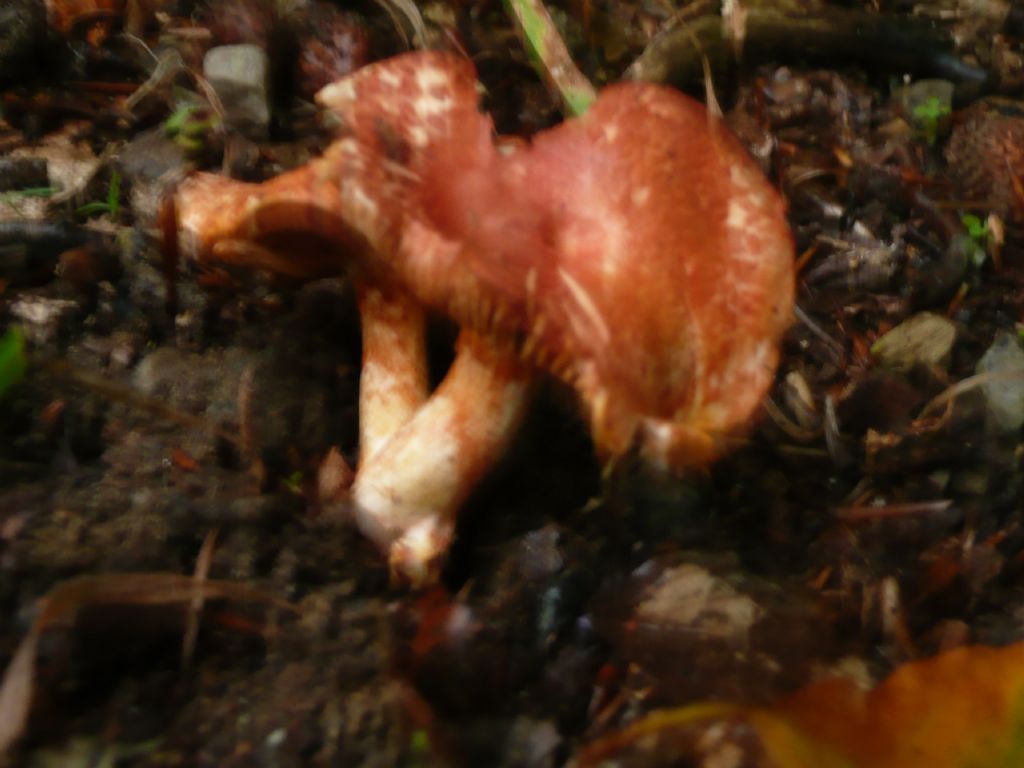 Cortinarius sp.