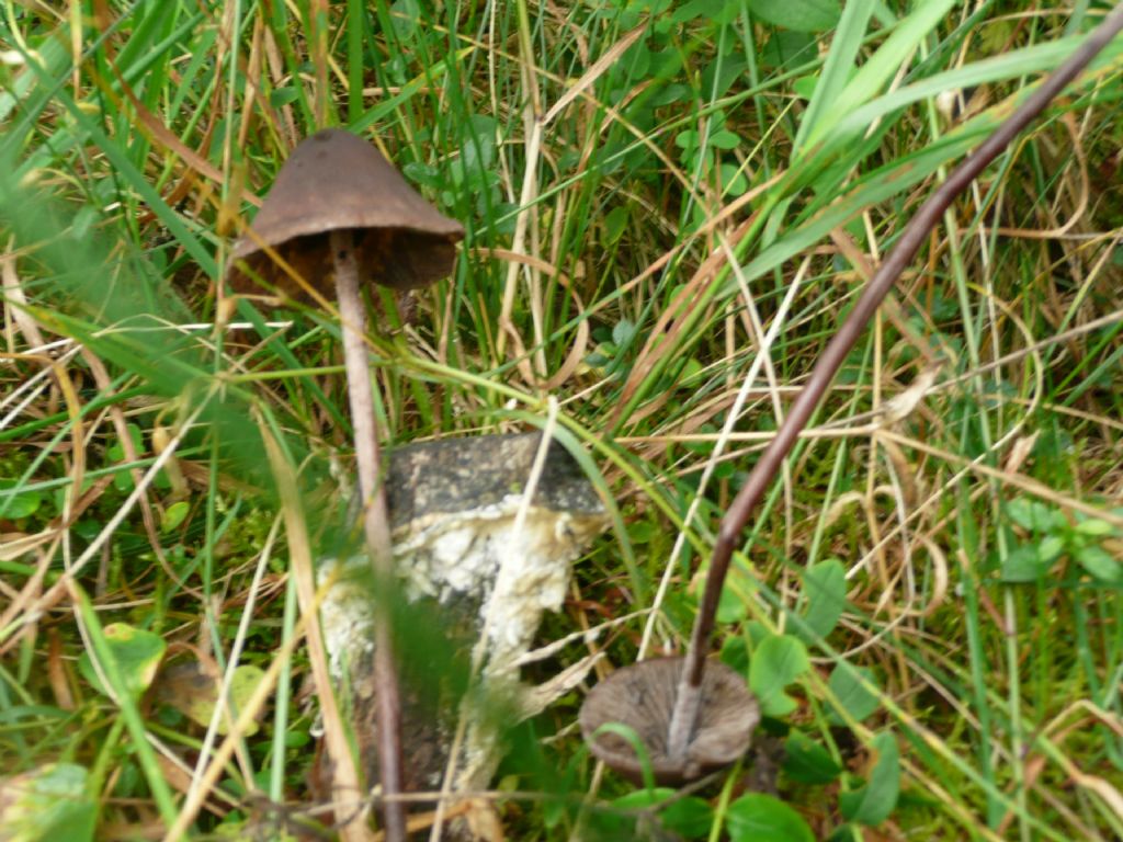 in prato al margine bosco di larice