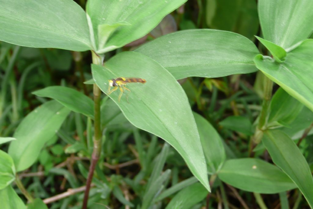 Sphaerophoria scripta  (Syrphidae)