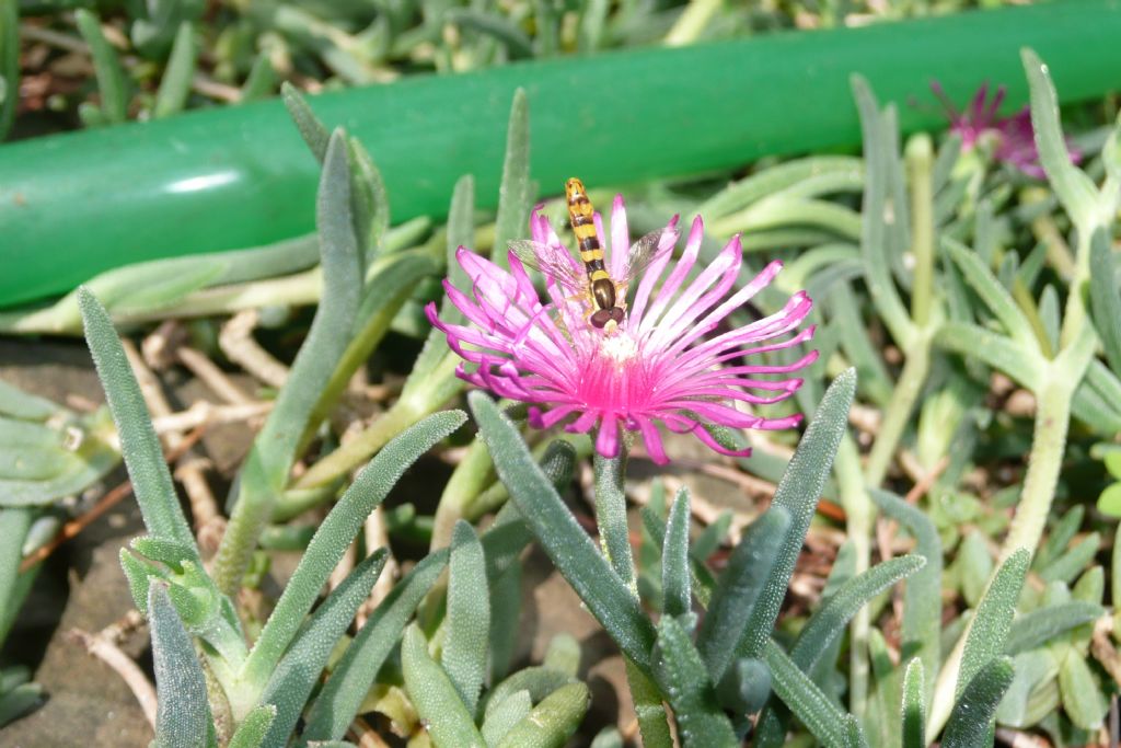 Sphaerophoria scripta  (Syrphidae)