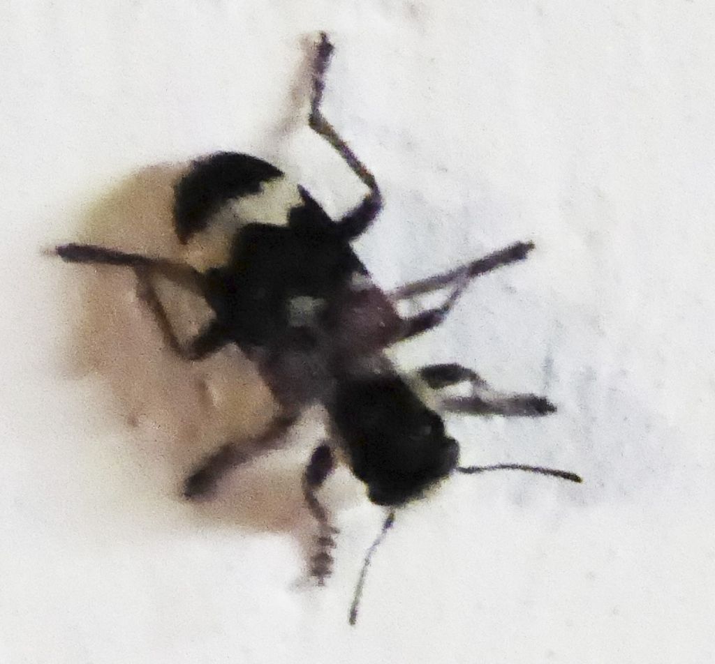 Clerus mutillarius (Cleridae)