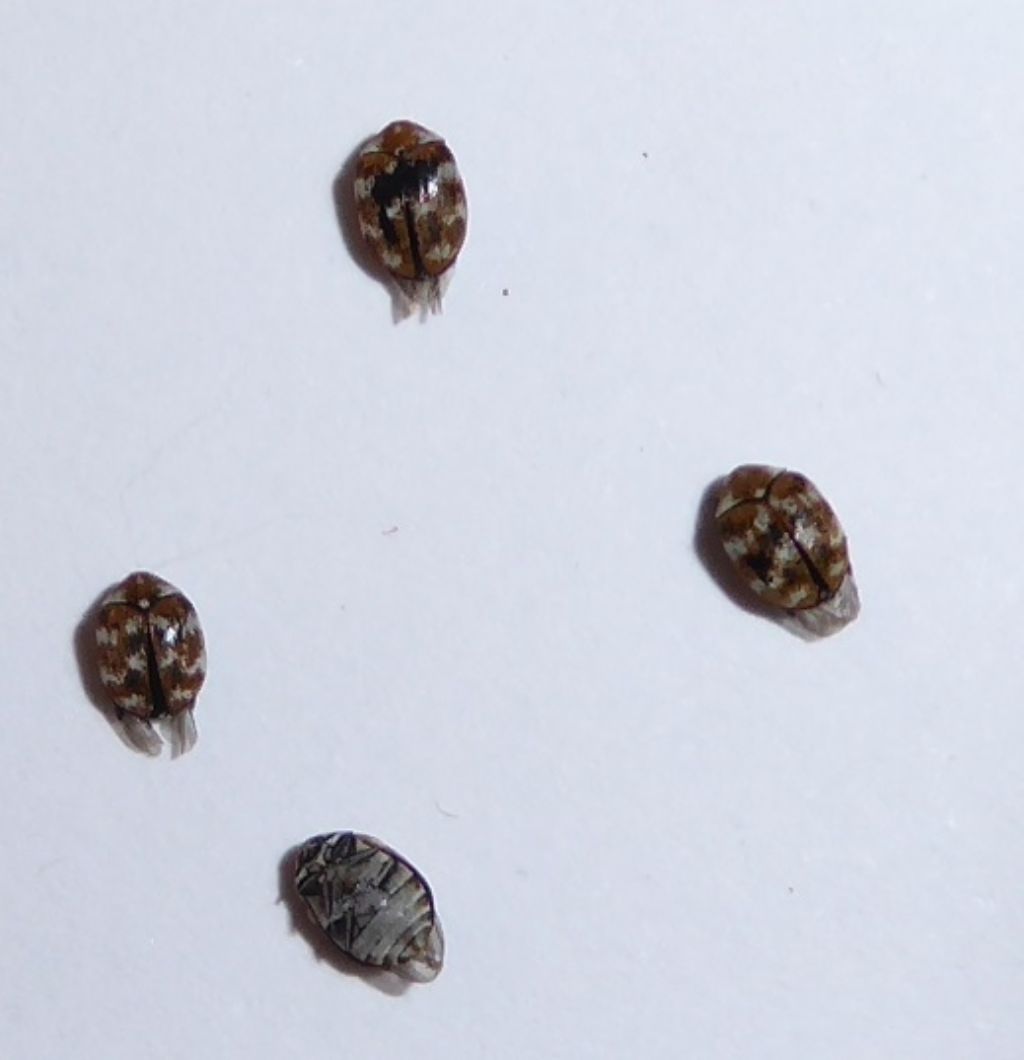 Dermestidae: Anthrenus verbasci