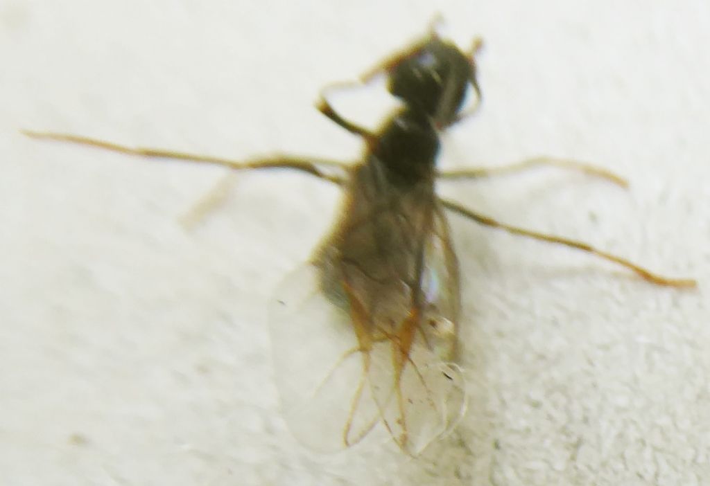 Formicidae:  cfr. Camponotus sp.