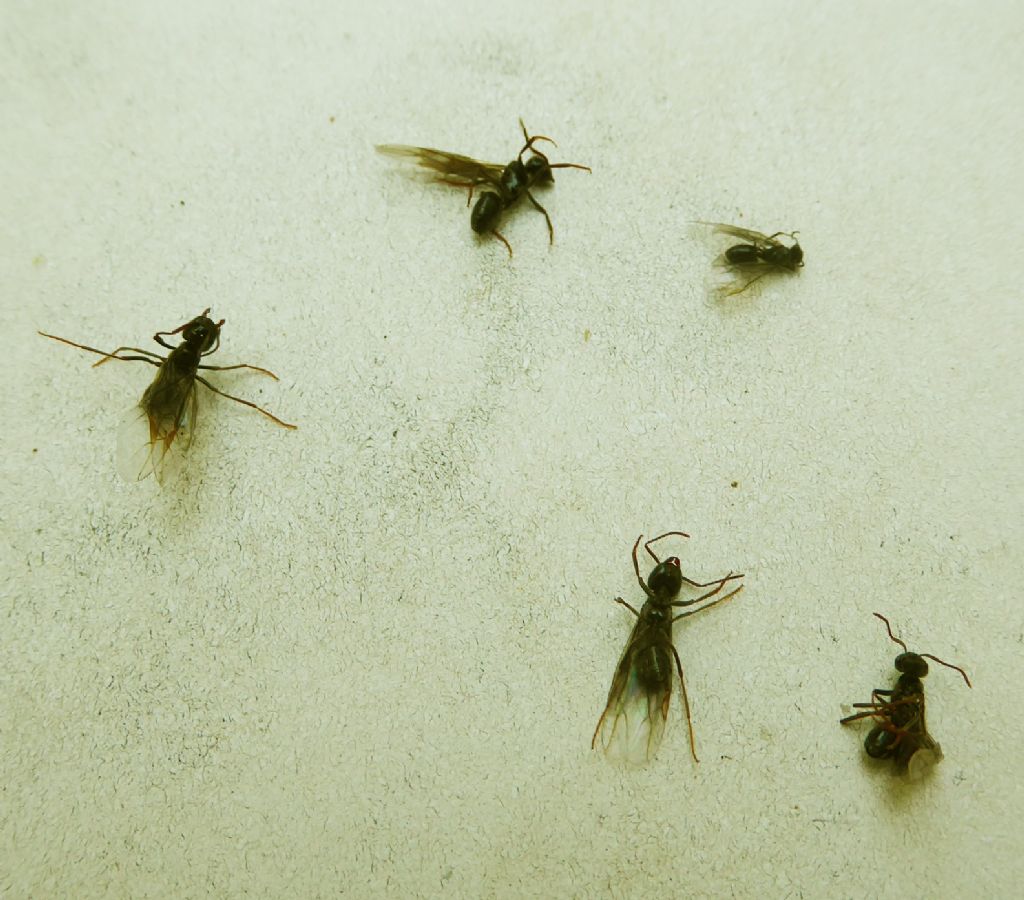 Formicidae:  cfr. Camponotus sp.