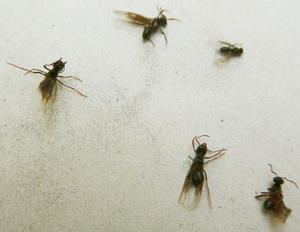 Formicidae:  cfr. Camponotus sp.