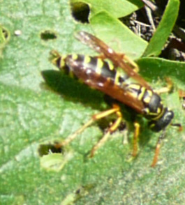Vespula germanica?