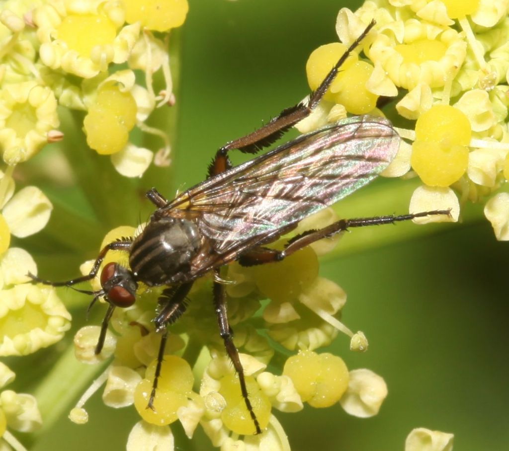 Empis (Empis) pennipes ♀ (Empididae)