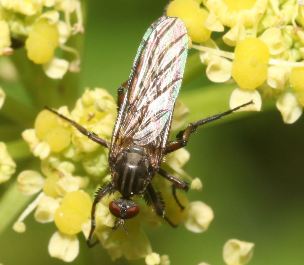 Empis (Empis) pennipes ♀ (Empididae)