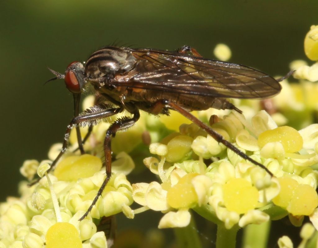 Empis (Empis) pennipes ♀ (Empididae)