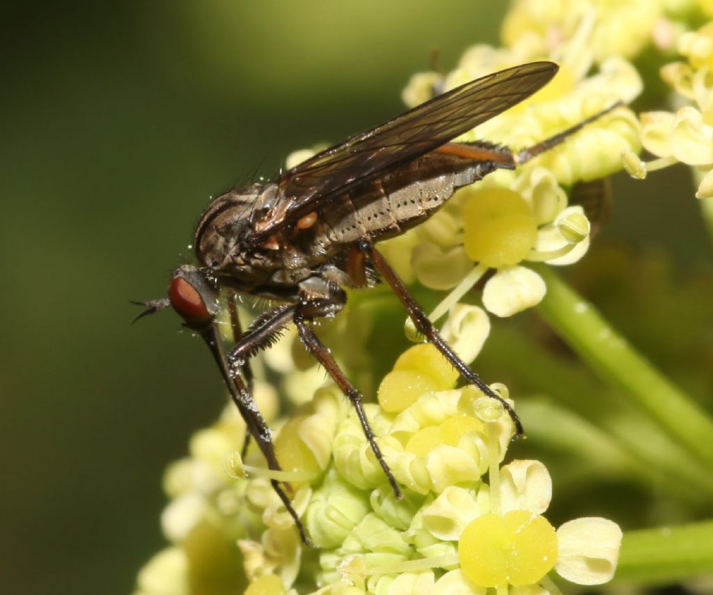 Empis (Empis) pennipes ♀ (Empididae)