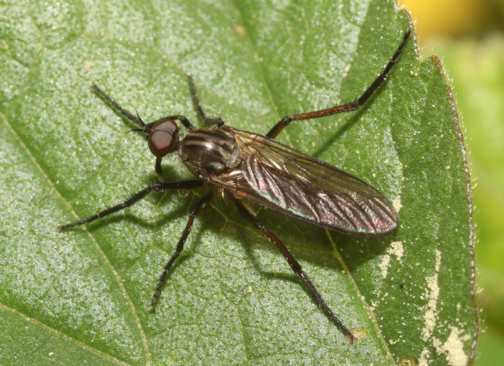 Empis (Empis) albopilosa ♂ (Empididae)