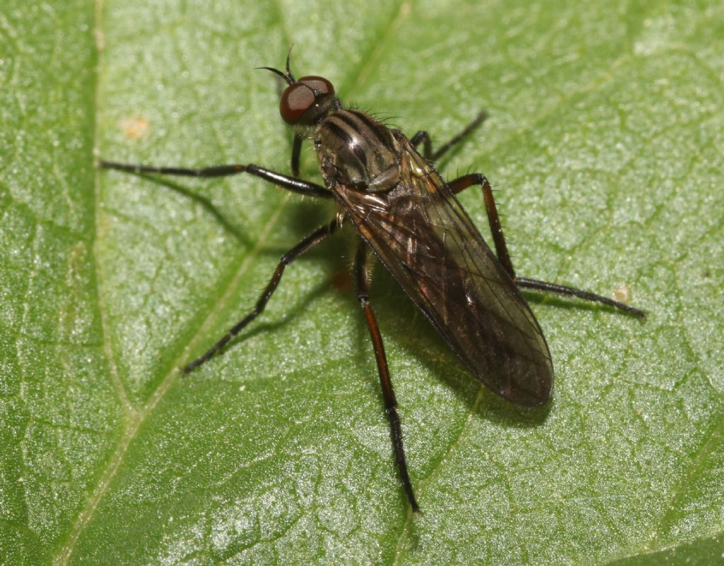 Empis (Empis) albopilosa ♂ (Empididae)