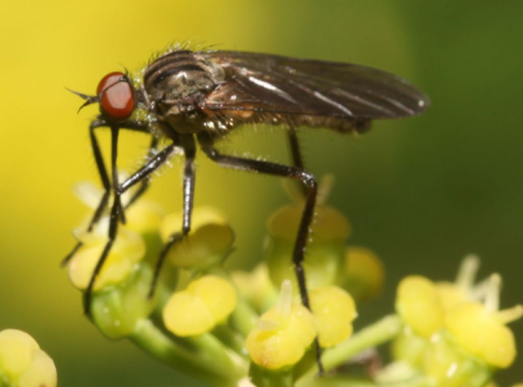 Empis (Empis) albopilosa ♂ (Empididae)