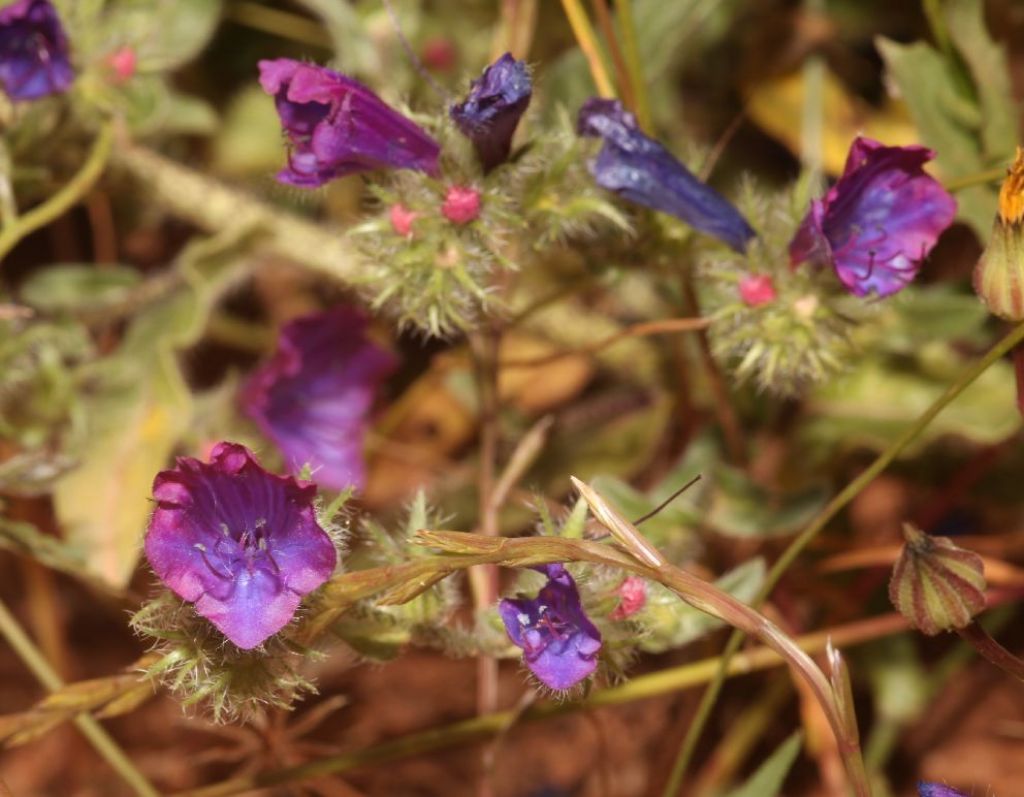 Echium?