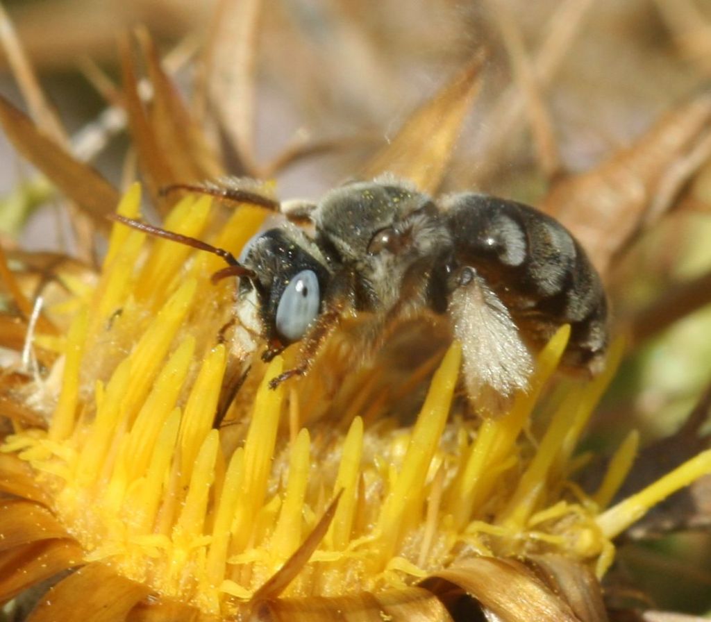 Tarsalia ancyliformis mediterranea ♀ / ♂ (Apidae Anthophorinae)