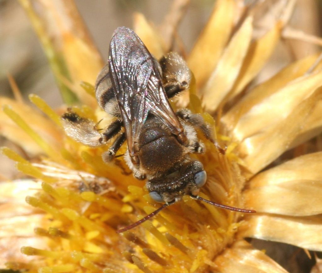 Tarsalia ancyliformis mediterranea ♀ / ♂ (Apidae Anthophorinae)