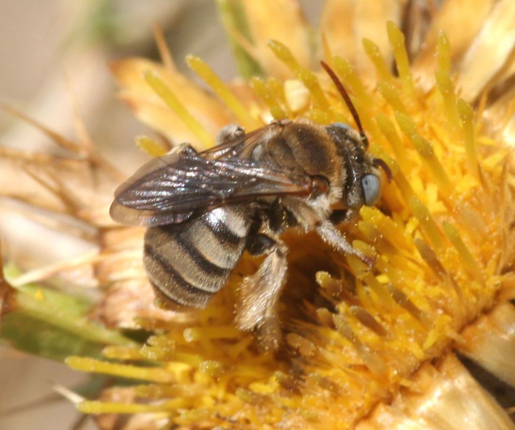 Tarsalia ancyliformis mediterranea ♀ / ♂ (Apidae Anthophorinae)